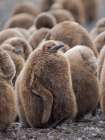 King penguin chicks in colony in Falkland Islands, South Atlantic. South America, Volunteer Point Art Print